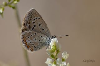 okgzl Kk Turan Mavisi (Polyommatus cornelius)