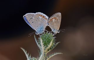 okgzl Kk Turan Mavisi (Polyommatus cornelius)