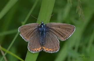 okgzl Geranium Mavisi (Aricia eumedon)