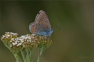 okgzl Geranium Mavisi (Aricia eumedon)