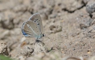 ? Agro Tr (Tanmsz) (Agrodiaetus sp.)