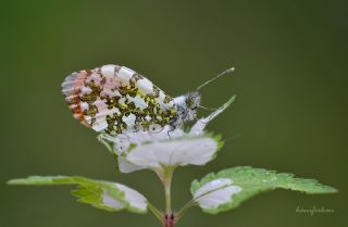 Turuncu Ssl (Anthocharis cardamines)