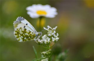 Turuncu Ssl (Anthocharis cardamines)