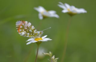 Turuncu Ssl (Anthocharis cardamines)