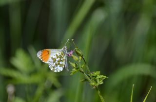 Turuncu Ssl (Anthocharis cardamines)