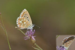 okgzl Anadolu illi Mavisi (Polyommatus ossmar)