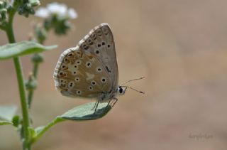 okgzl Anadolu illi Mavisi (Polyommatus ossmar)
