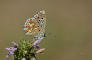 okgzl Anadolu illi Mavisi (Polyommatus ossmar)