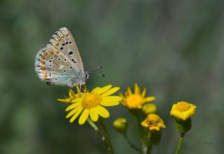 okgzl Anadolu illi Mavisi (Polyommatus ossmar)