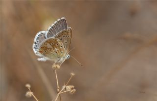 okgzl Anadolu illi Mavisi (Polyommatus ossmar)