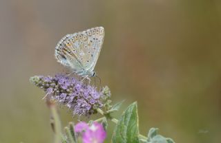 okgzl Anadolu illi Mavisi (Polyommatus ossmar)