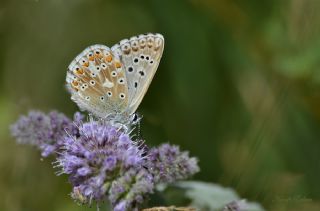 okgzl Anadolu illi Mavisi (Polyommatus ossmar)