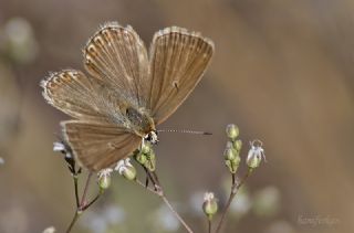 okgzl Anadolu illi Mavisi (Polyommatus ossmar)