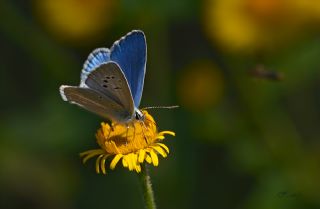 okgzl Poseydon Mavisi (Polyommatus poseidon)