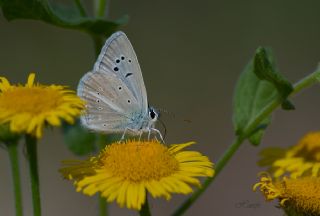 okgzl Poseydon Mavisi (Polyommatus poseidon)