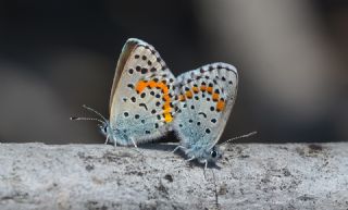 Bavius Mavisi (Pseudophilotes bavius)