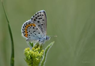 Bavius Mavisi (Pseudophilotes bavius)