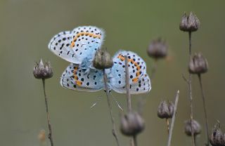 Bavius Mavisi&nbsp;(Pseudophilotes&nbsp;bavius)