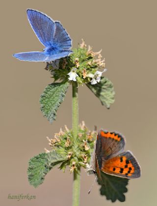 Benekli Bakr Gzeli (Lycaena phlaeas)