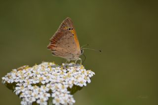 Benekli Bakr Gzeli (Lycaena phlaeas)