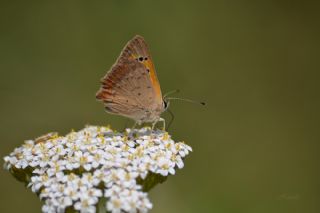 Benekli Bakr Gzeli (Lycaena phlaeas)