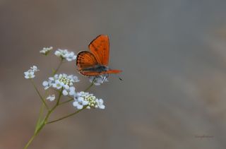 Kk Ate Gzeli (Lycaena thersamon)