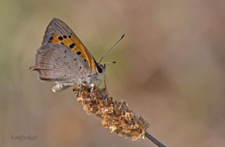 Benekli Bakr Gzeli (Lycaena phlaeas)