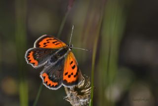 Benekli Bakr Gzeli (Lycaena phlaeas)