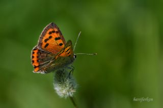 Benekli Bak�r G�zeli&nbsp;(Lycaena&nbsp;phlaeas)