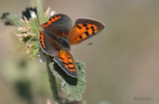 Benekli Bakr Gzeli (Lycaena phlaeas)