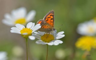 Benekli Bakr Gzeli (Lycaena phlaeas)