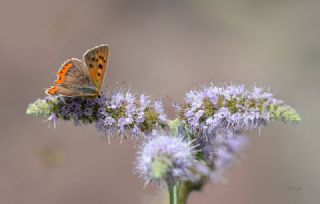 Benekli Bakr Gzeli (Lycaena phlaeas)