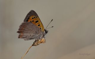 Benekli Bakr Gzeli (Lycaena phlaeas)