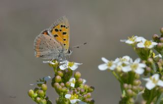 Benekli Bakr Gzeli (Lycaena phlaeas)
