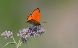 Byk Bakr Gzeli (Lycaena dispar)