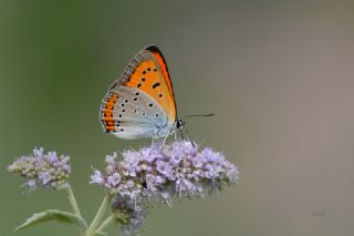 Byk Bakr Gzeli (Lycaena dispar)