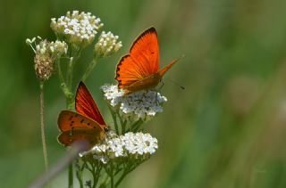 Orman Bakr Gzeli (Lycaena virgaureae)