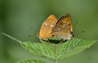 Orman Bakr Gzeli (Lycaena virgaureae)