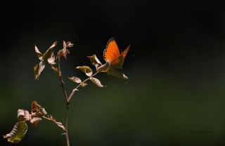 Orman Bakr Gzeli (Lycaena virgaureae)