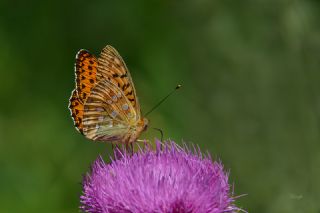 Gzel nci (Argynnis aglaja)