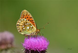 Gzel nci (Argynnis aglaja)