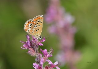 okgzl Balkan Mavisi (Aricia anteros )
