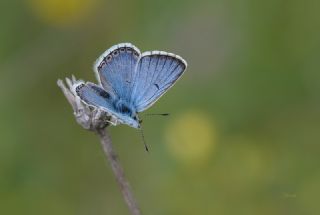 okgzl Balkan Mavisi (Aricia anteros )