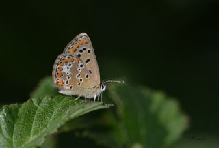 okgzl Balkan Mavisi (Aricia anteros )