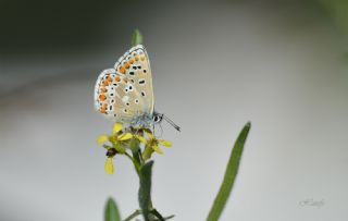 okgzl Balkan Mavisi (Aricia anteros )