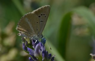 ? Agro Tr (Tanmsz) (Agrodiaetus sp.)