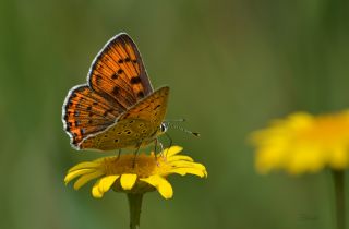 Byk Mor Bakr Gzeli (Lycaena alciphron)