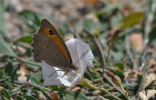 Esmerperi (Hyponephele lupina)