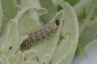 Gzel parhan (Melitaea syriaca)