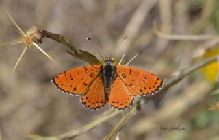 Benekli parhan (Melitaea didyma)